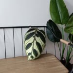 Sofa Fabric Viridiplantae Cactus Decorative Pillow - Image 2